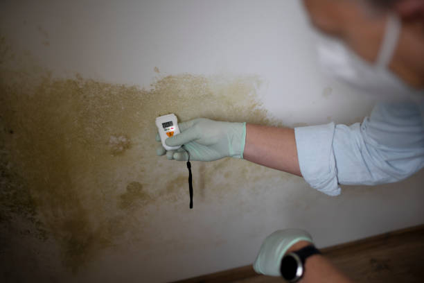 Best HVAC Mold Remediation in Des Moines, IA