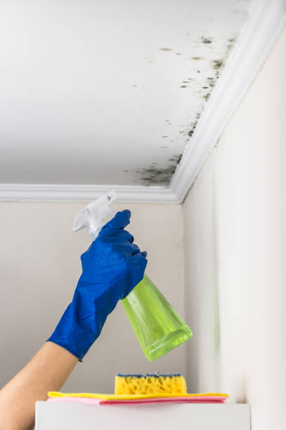 Best HVAC Mold Remediation in Des Moines, IA